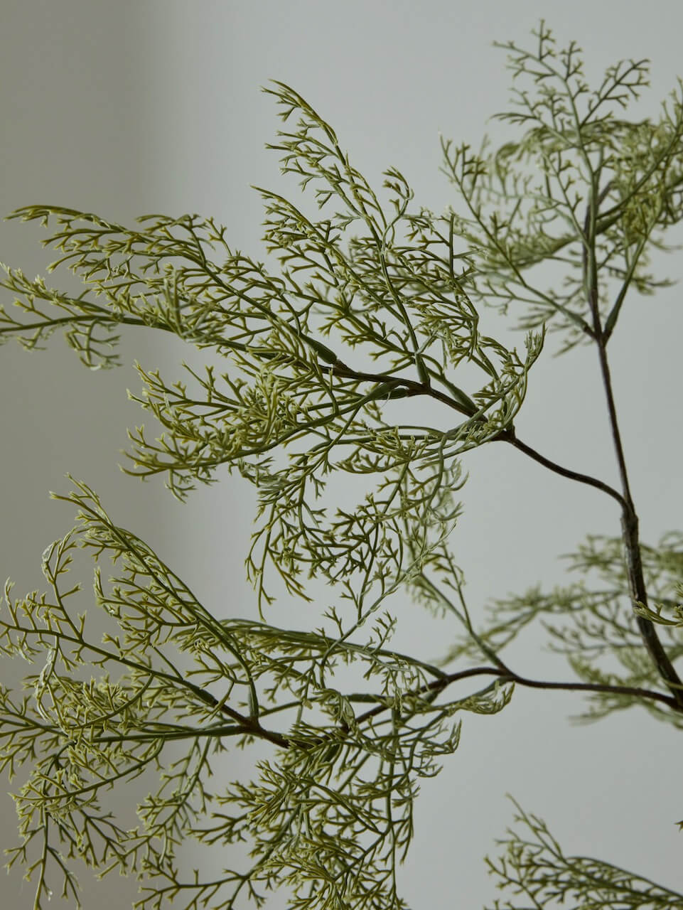 Fausse tige d'Artemisia
