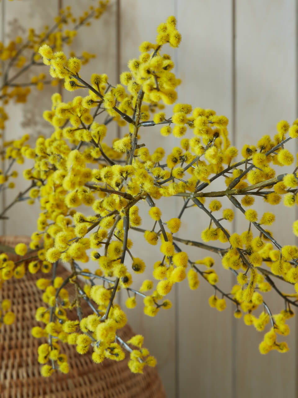 Fausse branche de mimosa