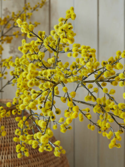 Fausse branche de mimosa