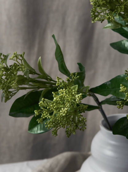 Tige de faux skimmia