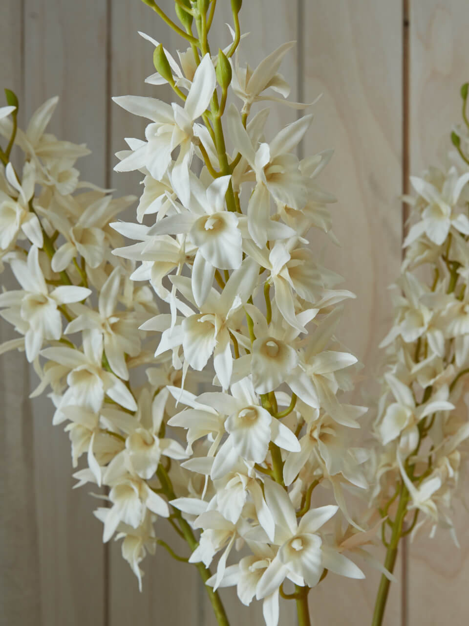 Fausse orchidée blanche de Singapour